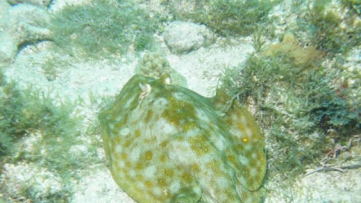 Rays (134)_588